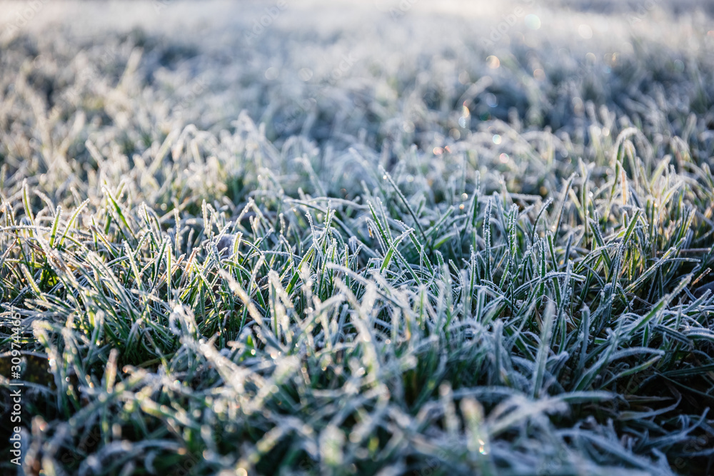 Morning dew froze on a green grass lawn and turned it into a white blanket - obrazy, fototapety, plakaty 