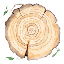 Wood Slice. Tree Rings. Watercolor Illustration.  