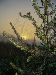 Wall Mural - landscape with spider web and dew drops, blurred background