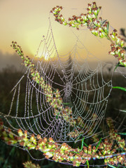 Wall Mural - landscape with spider web and dew drops, blurred background