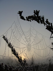 Wall Mural - landscape with spider web and dew drops, blurred background