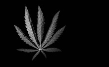 Isolated Green Marijuana Leaf On Black Background And White Background