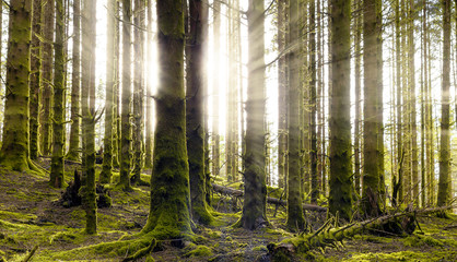  Sunrays in the Forest