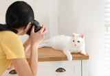 Fototapeta Zwierzęta - Professional animal photographer taking picture of beautiful white cat indoors