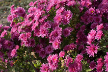 Pink Flower Bush Of Chrysanthemums On A Sunny Day. Summer And Autumn Season. Flower Planting And Gardening Concept.