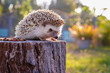 Asian hedgehog with the soft light of the young sun in the morning., Dwraf hedgehog on stump, Young hedgehog on timber wiith eye contact, Colorful and delicious hedgehog food