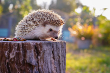 Asian Hedgehog With The Soft Light Of The Young Sun In The Morning., Dwraf Hedgehog On Stump, Young Hedgehog On Timber Wiith Eye Contact, Colorful And Delicious Hedgehog Food