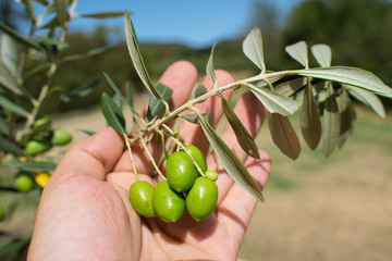 Wall Mural - Hand holding olive branch, Shodoshima Island in Kagawa, Japan　オリーブの枝を持つ手 香川県・小豆島