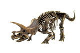 Fototapeta  - Fossil skeleton of Dinosaur three horns Triceratops ready to fight isolated on white background.