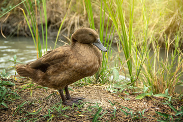 Khaki Campbell Duck on background of husbandry natural animal lifestyle in garden organic farming.