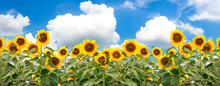Blooming Sunflowers On A Background Of Blue Sky