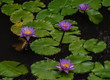 purple water lily in pond