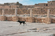 stray dogs at Egyptian Tombs