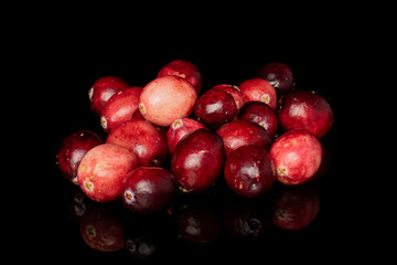 Lot of whole fresh red cranberry heap isolated on black glass