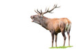 © WildMedia - Red deer, cervus elaphus, stag with antlers roaring in mating season isolated on white background. Wild male mammal bellowing and challenging opponents. Majestic animal.