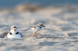 A hatchling Piping Plover and its mother on the beach.