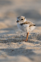 Wall Mural - an adorable hatchling piping plover on the beach.