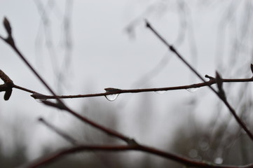 Wall Mural - barbed wire on a background of blue sky