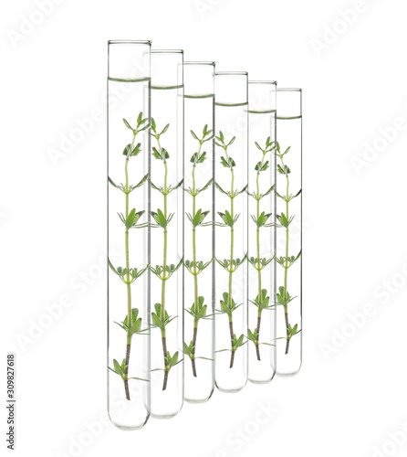 Test tube with plant on white background