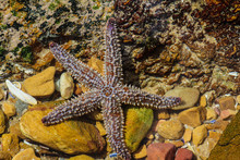 Spiny Star Fish Or Starfish Scientific Name Marthasterias Glacia