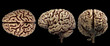 Brain anatomy of the human body in three views isolated in white background - 3d rendering
