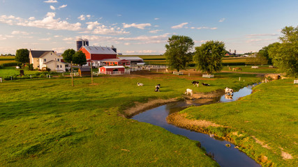 cattle grazing in front of traditional american farm, pennsylvania countryside from the air