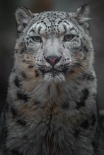 Snow Leopard (Irbis)