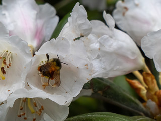 Poster - pink rhododendron growing in spring garden in washington state