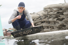 Oyster Farm Worker Inspecting A Harvest