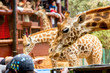 © Nikolay N. Antonov - People feeding giraffes in Giraffe Center Nairobi, Kenya