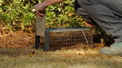 Wall Mural - Man setting humane live animal trap. Pest and rodent removal cage. Catch and release wildlife animal control service.