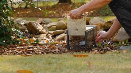 Wall Mural - Man setting humane live animal trap. Pest and rodent removal cage. Catch and release wildlife animal control service.