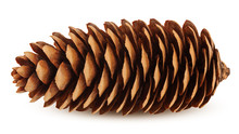 Pine Cone Isolated On White Background, Clipping Path, Full Depth Of Field