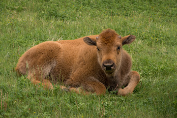 Poster - calf in park