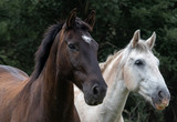 Fototapeta Konie - caballo blanco y negro