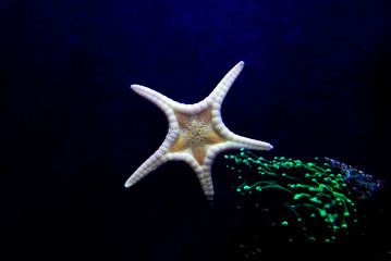 Wall Mural - Icon Double Sea Star (Iconaster longimanus)