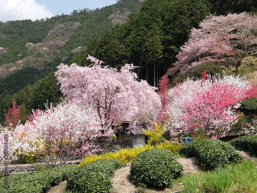 四国高知上久喜の花桃stock Photo Adobe Stock 四国高知上久喜の花桃stock Photo Adobe Stock