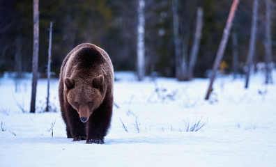 Brown bear in the snow