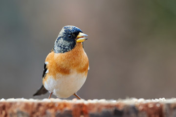 Sticker - Beautiful male brambling (Fringilla montifringilla)