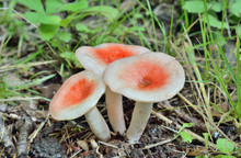 Mushrooms Russule (Russula Fragilis) 4