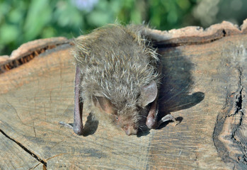 Sticker - Small bat (Murina ussuriensis) 4