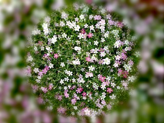 Colorful gypsophila muralis for background use.