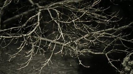 Wall Mural - Falling snow over tree branches at night calm pace, slow motion from 120 fps footage