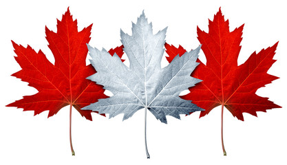 Wall Mural - canada maple leaf