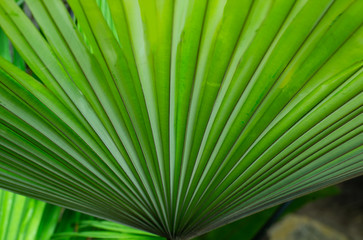 Close-up of green palm leaf striped line and textured