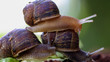 Three snails from a low angle with one snail on top of two