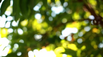 nature green bokeh abstract blurred background