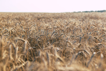 Wheat on the field. Plant, nature, rye. Rural summer field landscape