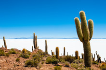 Big Green Cactuses On Incahuasi Island, Salar De Uyuni Salt Flat, Altiplano, Bolivia. Landscapes Of South America