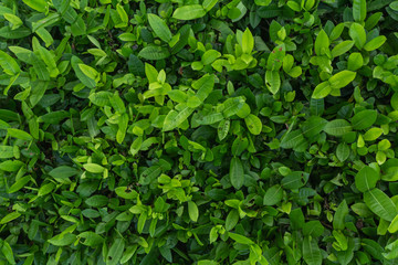 Sticker - Abstract green grass background, sunny day, fresh spring field, natural textured wallpaper at Phuket Thailand.